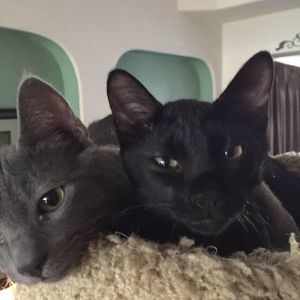 Meet your Posher, Susan